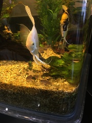 Pterophyllum scalare