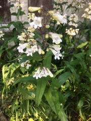 Penstemon digitalis