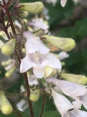 Penstemon digitalis