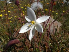 Cyanella alba