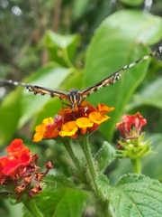 Chlosyne melitaeoides