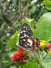 Chlosyne melitaeoides