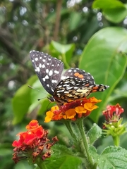 Chlosyne melitaeoides