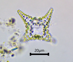 Staurastrum cerastes