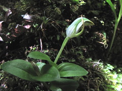 Pterostylis venosa