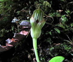 Pterostylis venosa