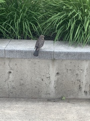 Euphagus cyanocephalus