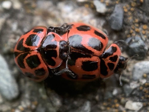 V-marked Lady Beetle photo 4