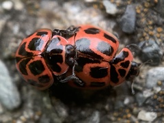 Neoharmonia venusta