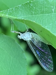 Maccaffertium modestum