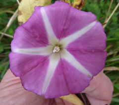 Calystegia sepium roseata