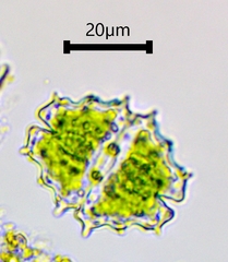 Euastrum divaricatum