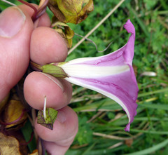 Calystegia sepium roseata