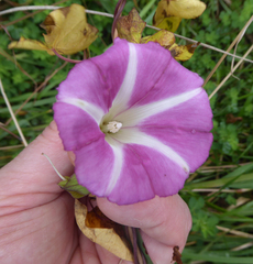 Calystegia sepium roseata