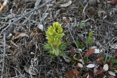 Castilleja hyperborea