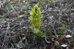 Castilleja hyperborea