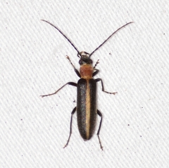 Oxycopis mimetica