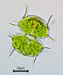 Xanthidium antilopaeum