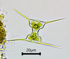 Staurodesmus extensus