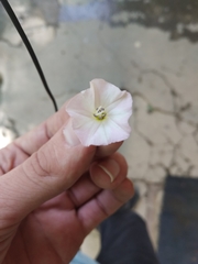 Convolvulus arvensis