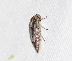 Yakuhananomia bidentata