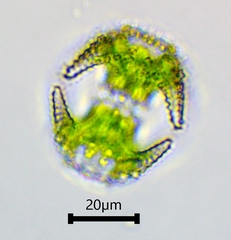 Staurastrum cerastes