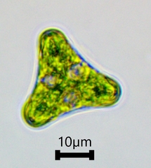 Desmidium