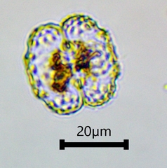 Cosmarium ornatum