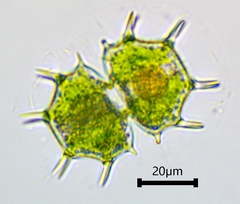 Xanthidium cristatum