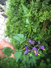 Solanum dulcamara