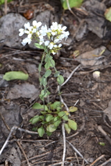 Noccaea fendleri