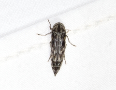Yakuhananomia bidentata