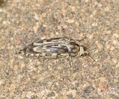 Yakuhananomia bidentata