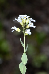 Noccaea fendleri