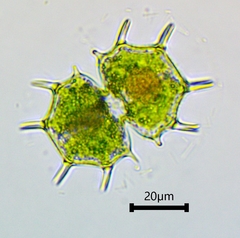 Xanthidium cristatum