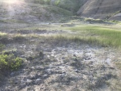 Crepis runcinata glauca