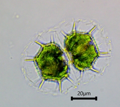 Xanthidium cristatum