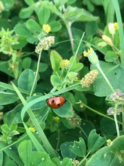 Coccinella septempunctata