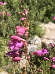 Penstemon floridus floridus