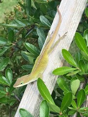 Anolis carolinensis