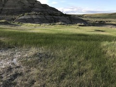 Crepis runcinata glauca
