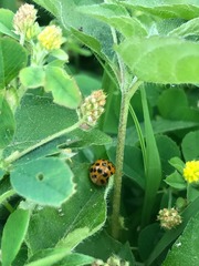 Harmonia axyridis