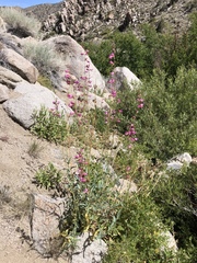 Penstemon floridus floridus