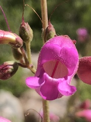 Penstemon floridus floridus