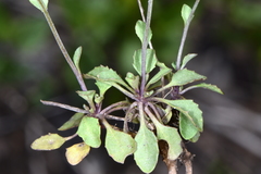 Noccaea fendleri