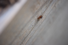 Araneae