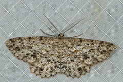 Thallogama pansticta