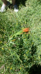 Castilleja minor stenantha