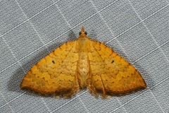 Chrysolarentia correlata