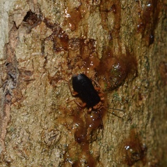 Neopyrochroa flabellata